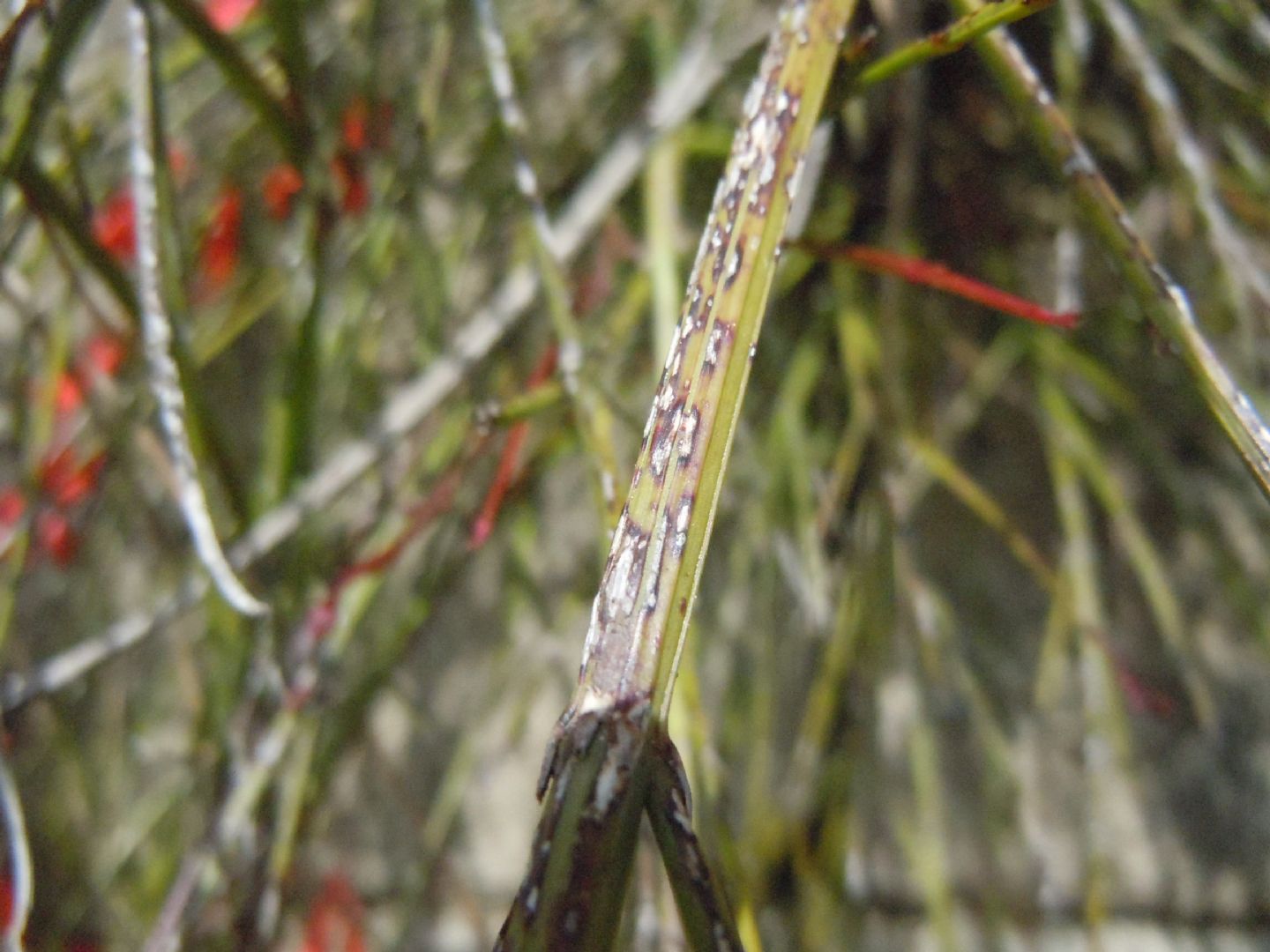 Russelia equisetiformis